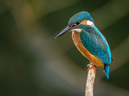 Kingfishers, Curlews and Owls